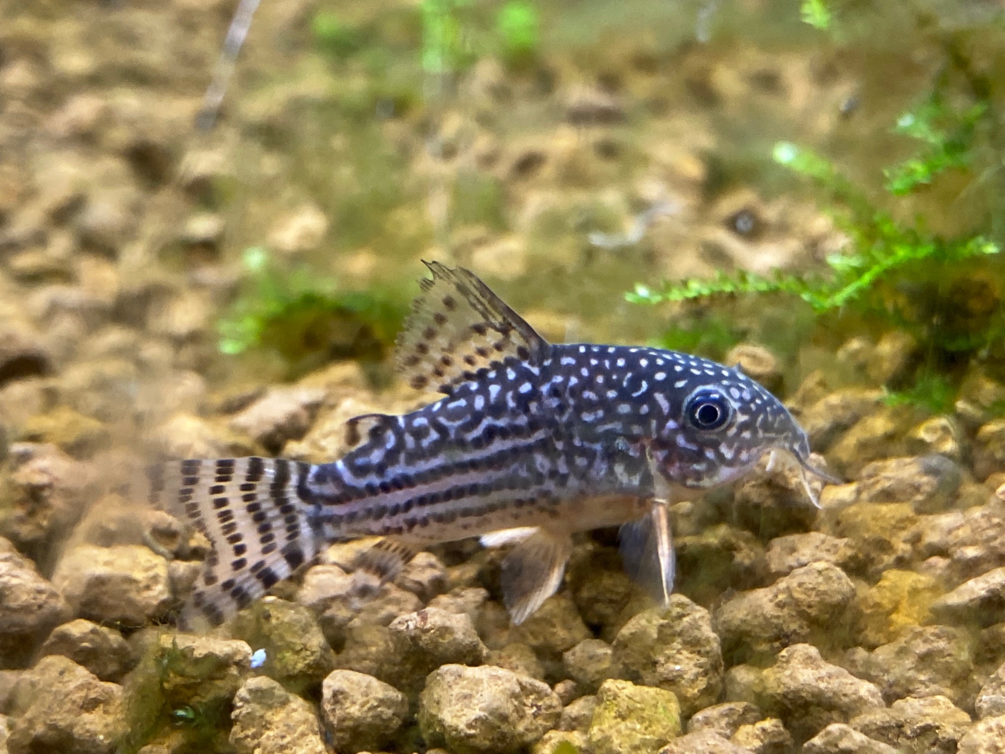 CORYDORA RETICULADA