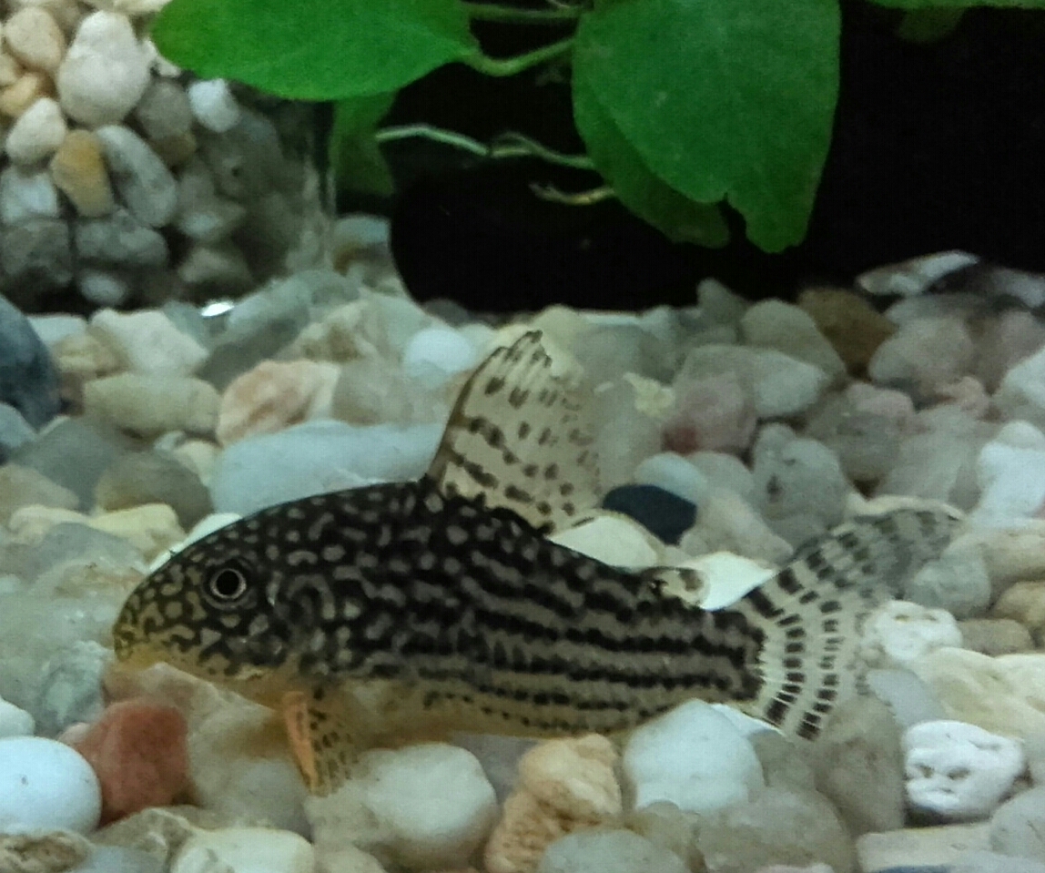 Corydora sterbai