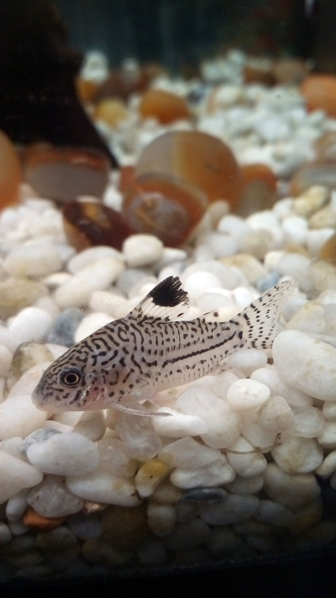 Corydora