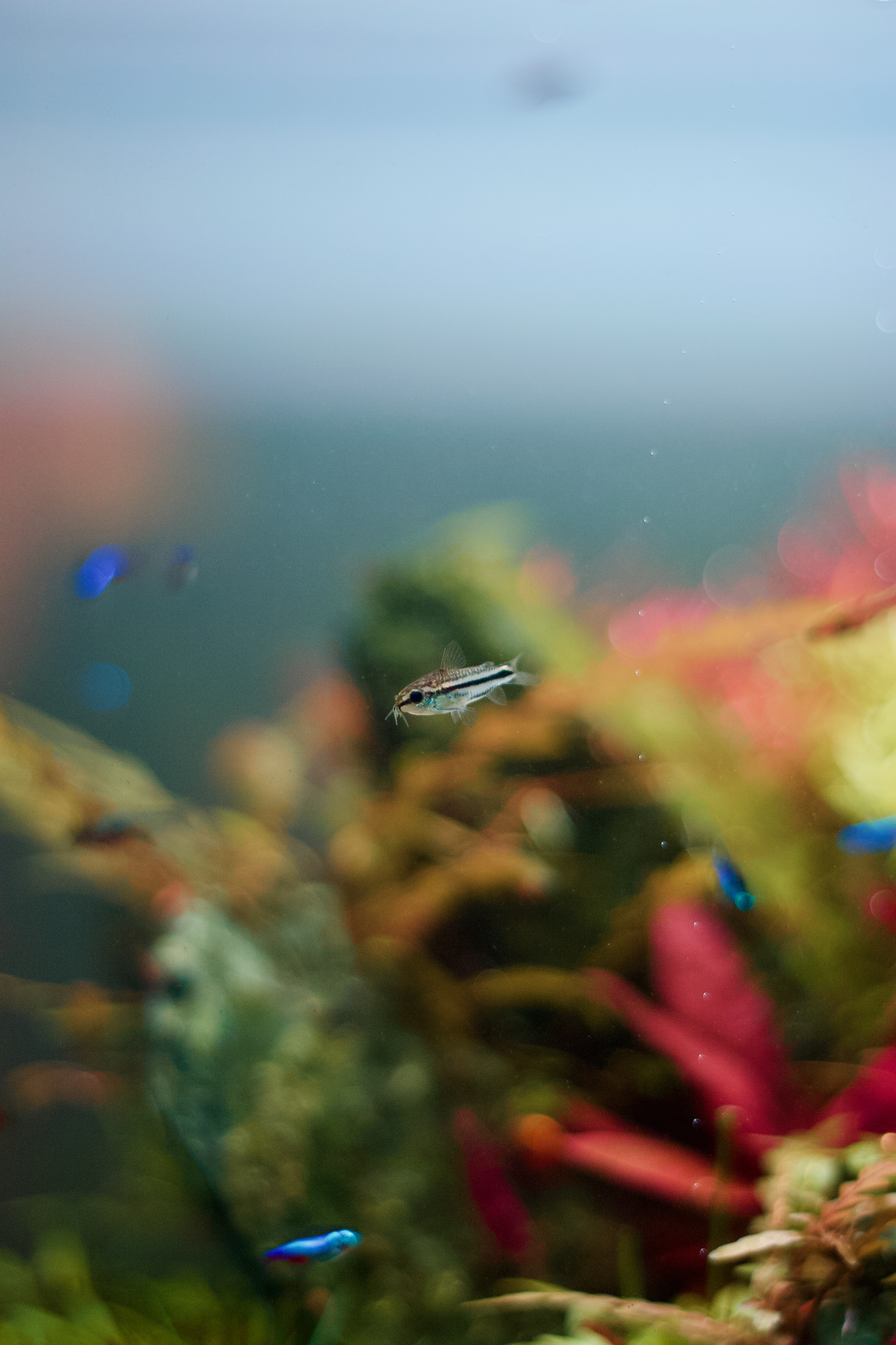 Corydoras Pygmaea