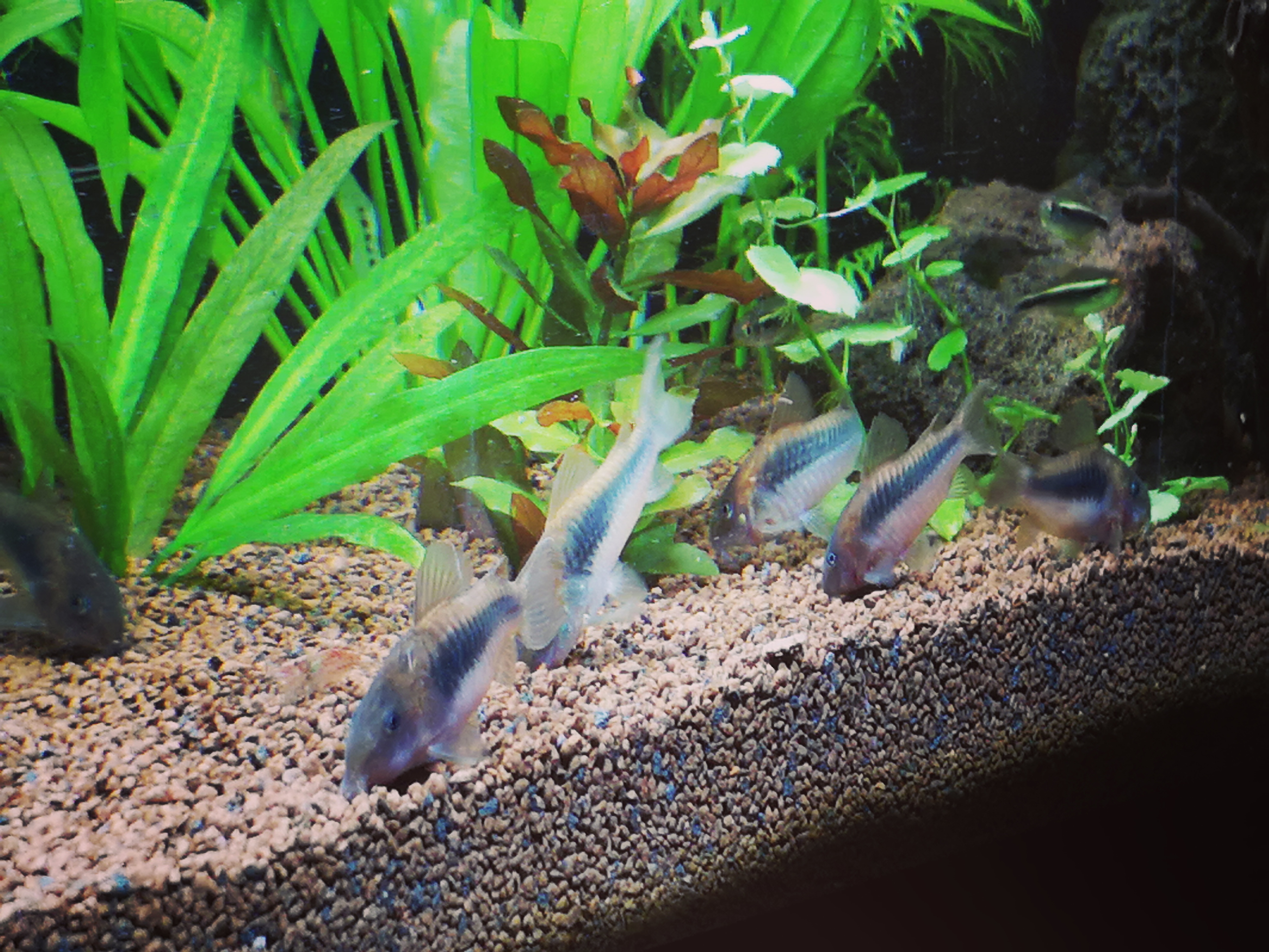 Corydoras