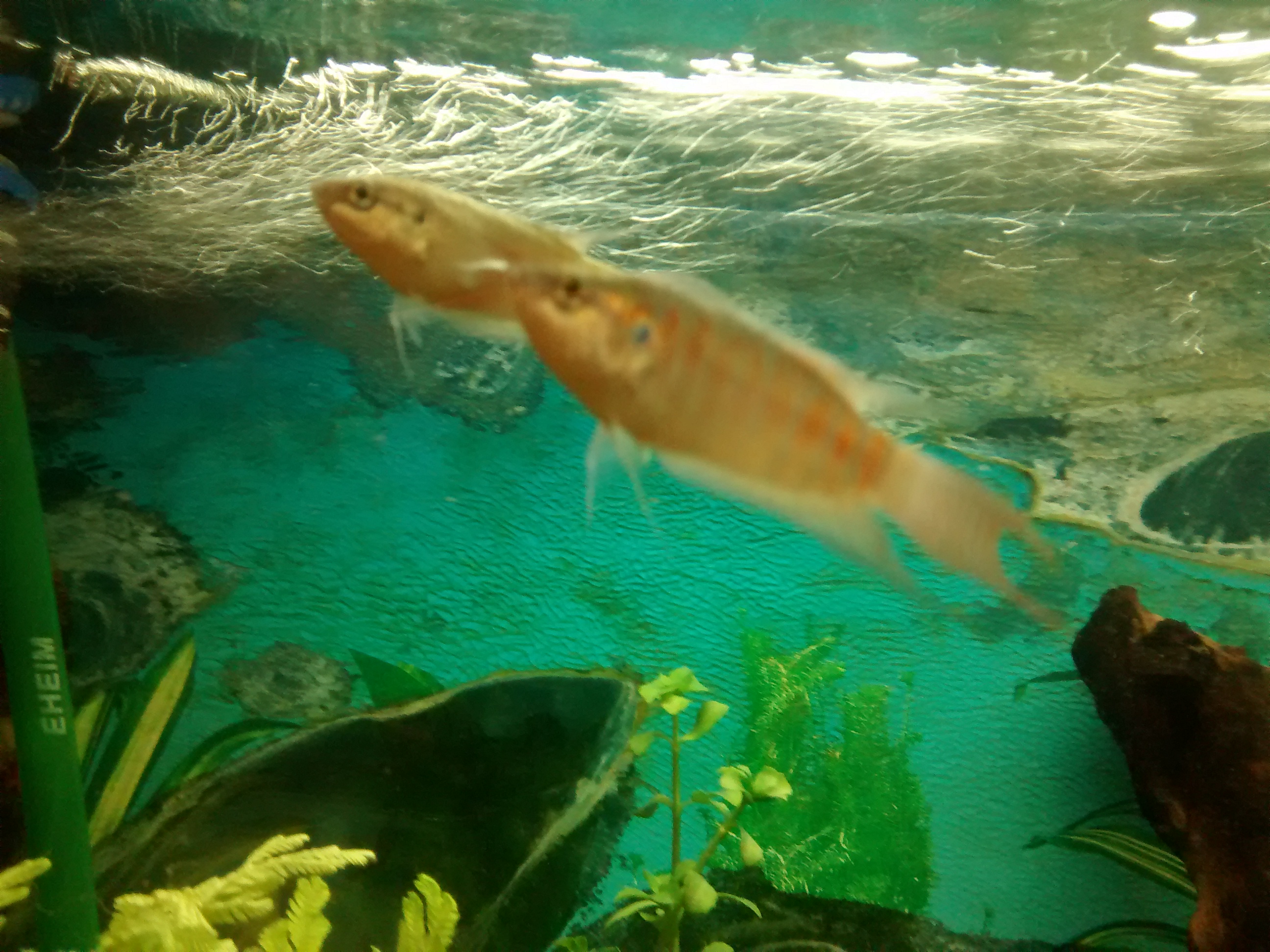 Dos peces paraiso hembras.