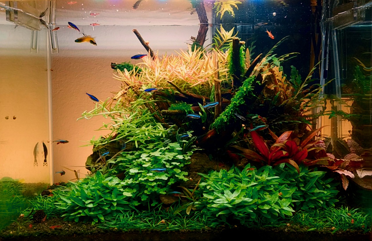 El acuario donde vive Cory y sus amigos.