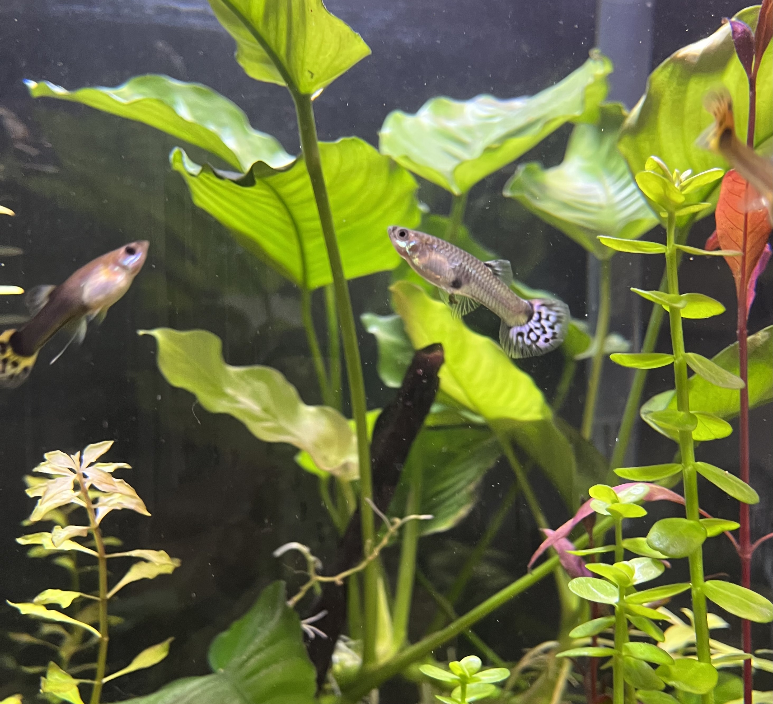 Guppy hembra lemongrass