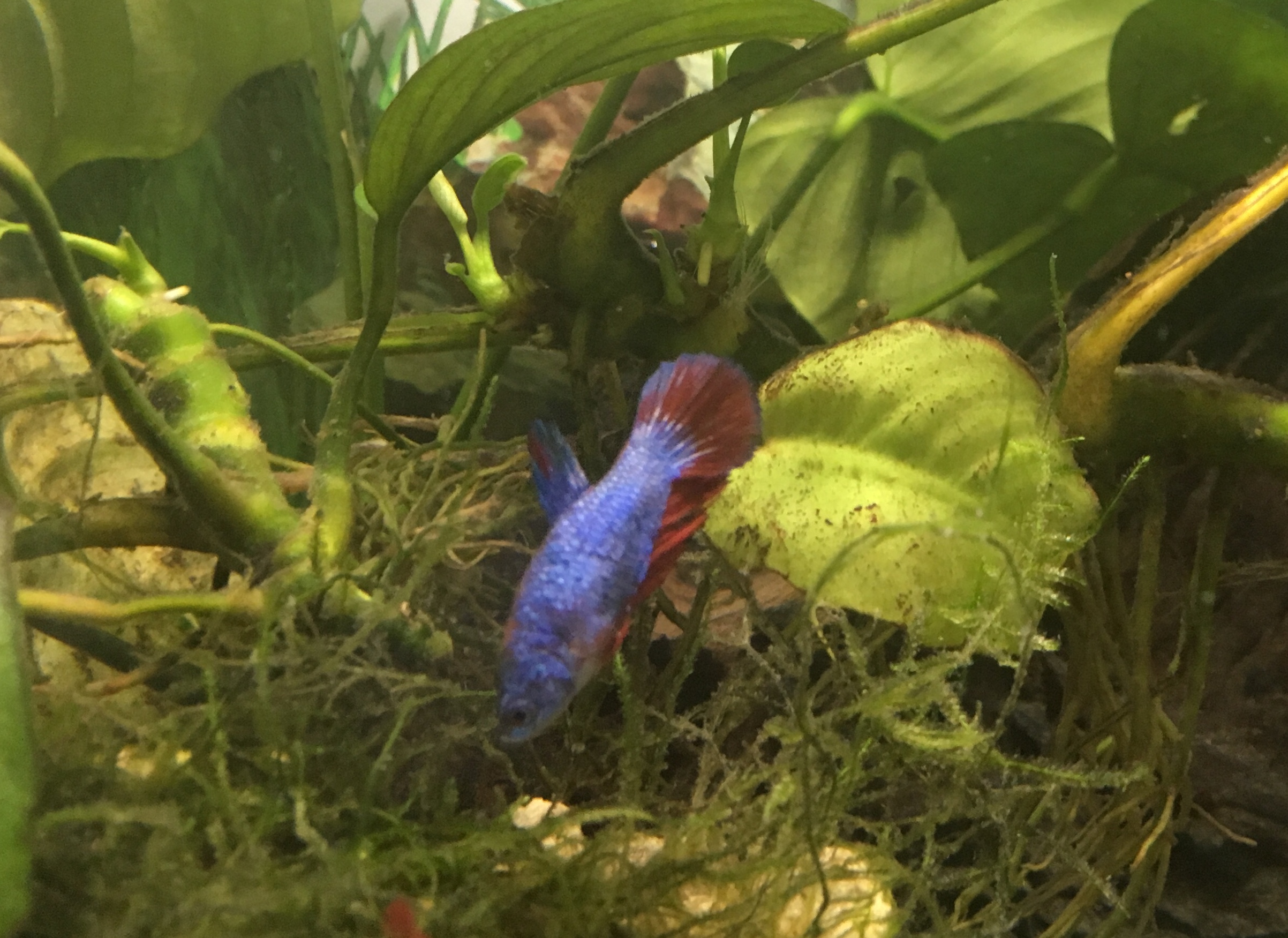 Hembra Betta