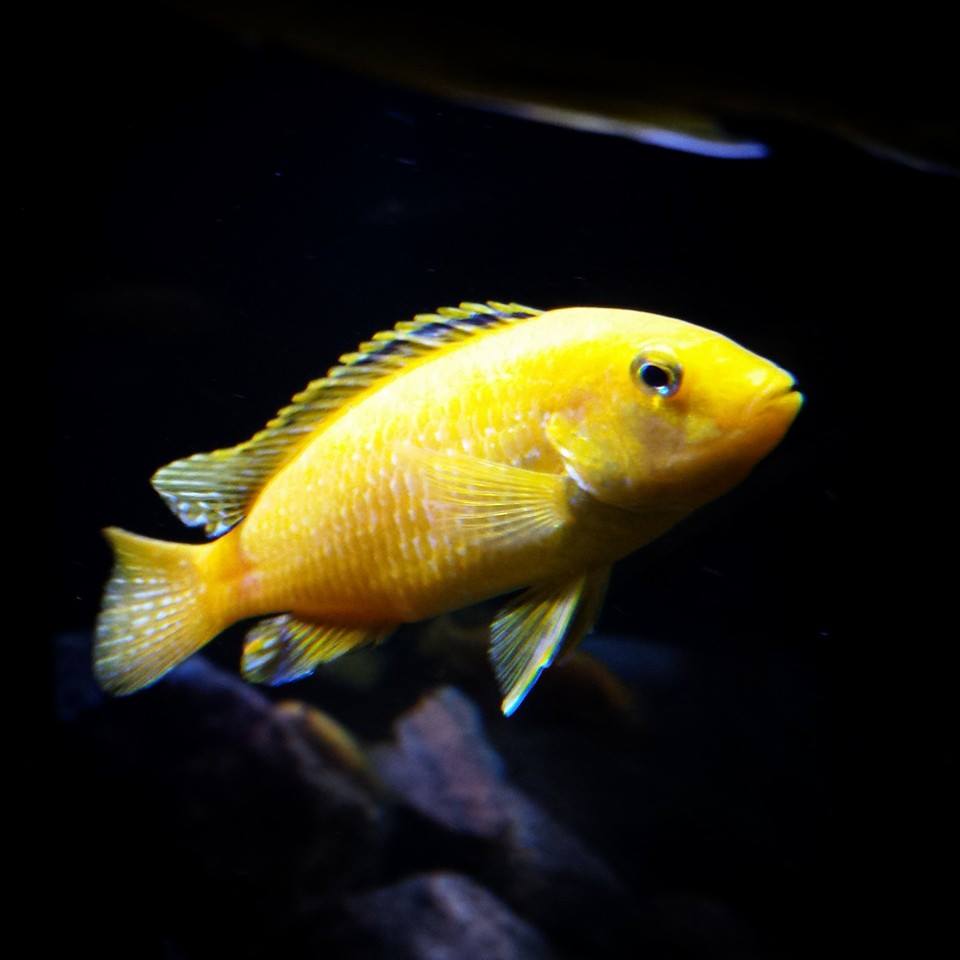 labidochromis caeruleus gold