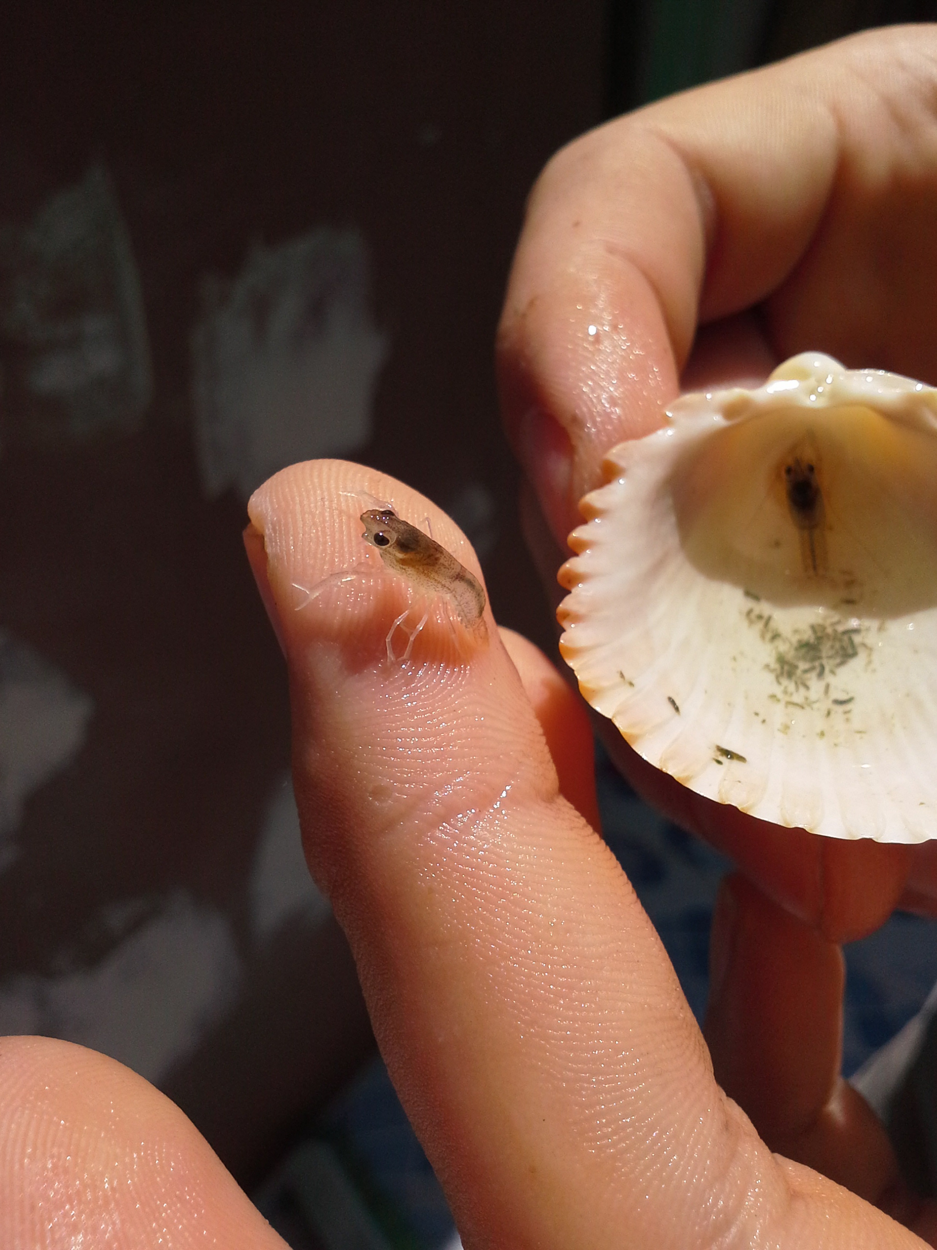 Langosta Australiana (Cherax quadircarinatus)