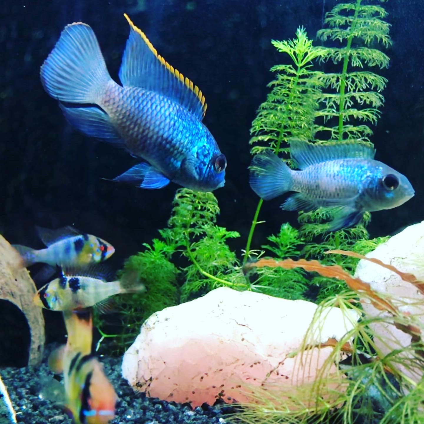 Los habitantes de mi acuario