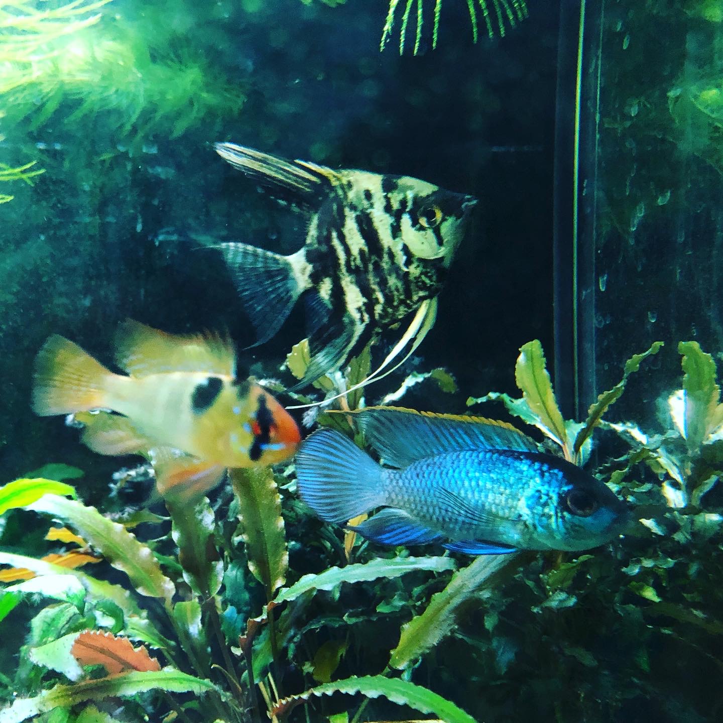 Los habitantes de mi acuario