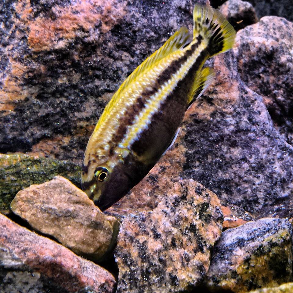 melanchormis auratus