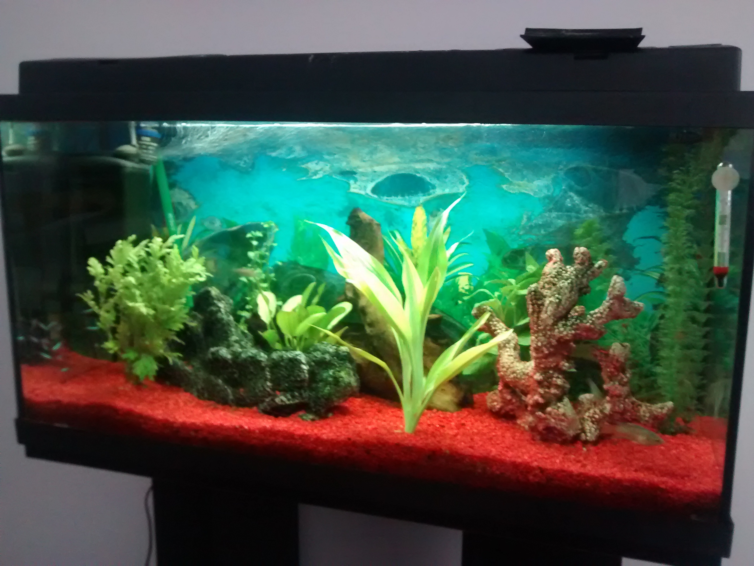 Mi acuario 100 litros