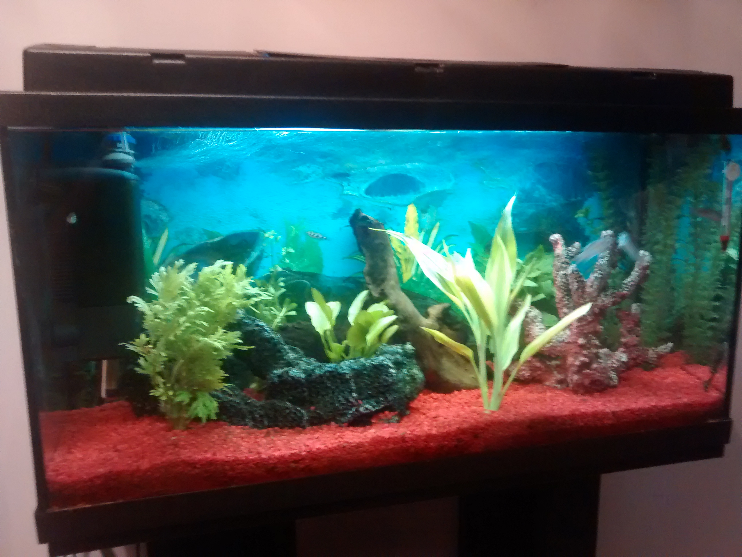 Mi acuario 100 litros