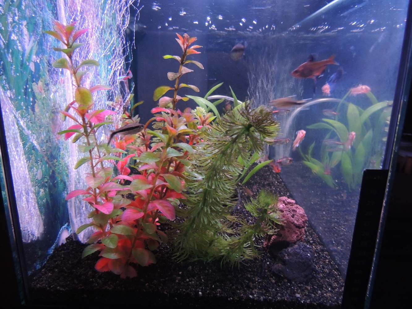 Mi Acuario 2