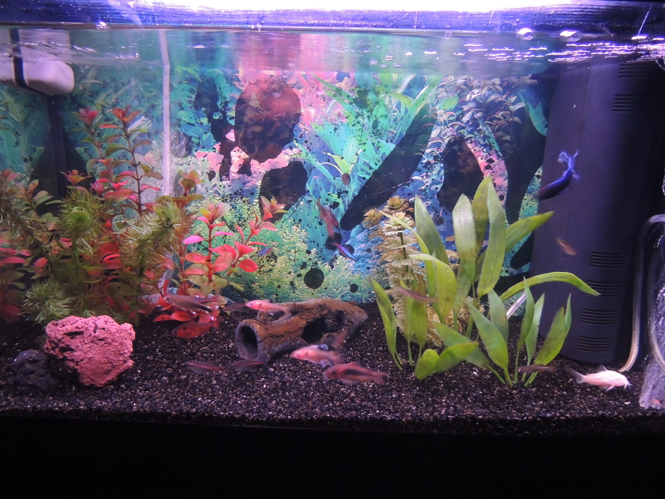 Mi Acuario 3