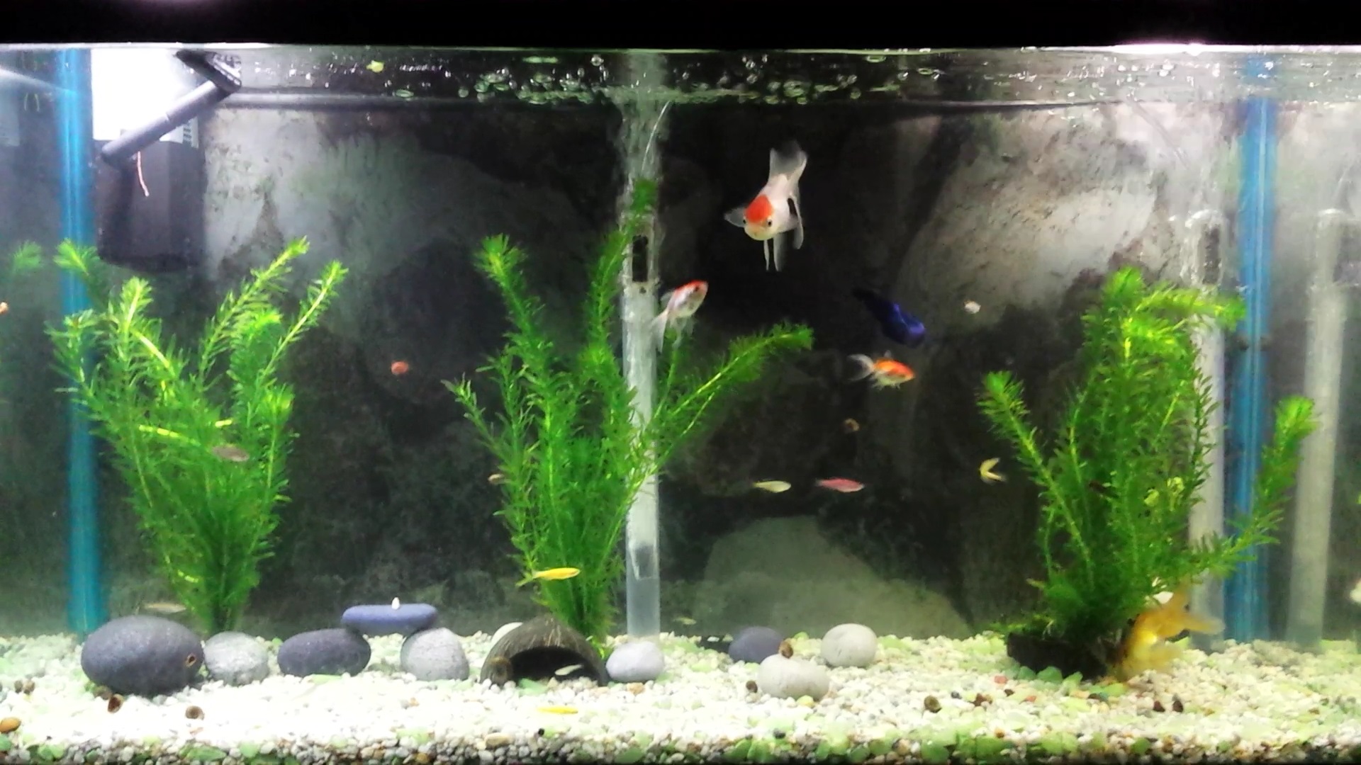 Mi acuario de 135 lts