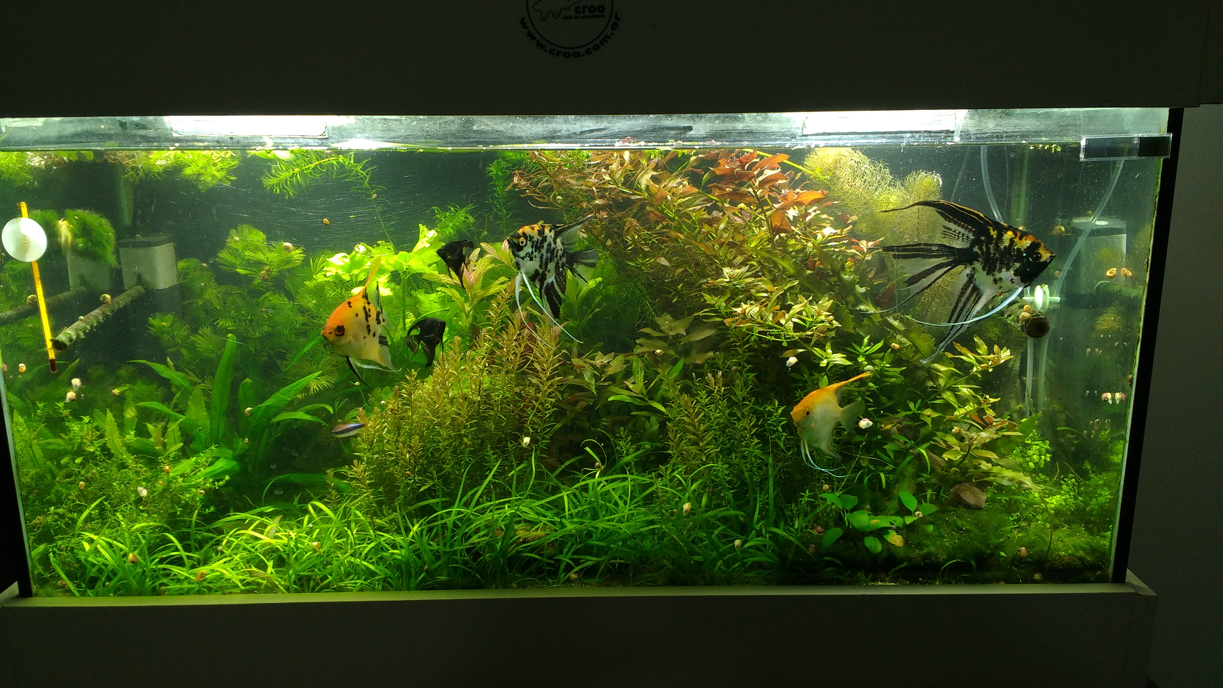 Mi acuario de 200L. High tech y falto de poda