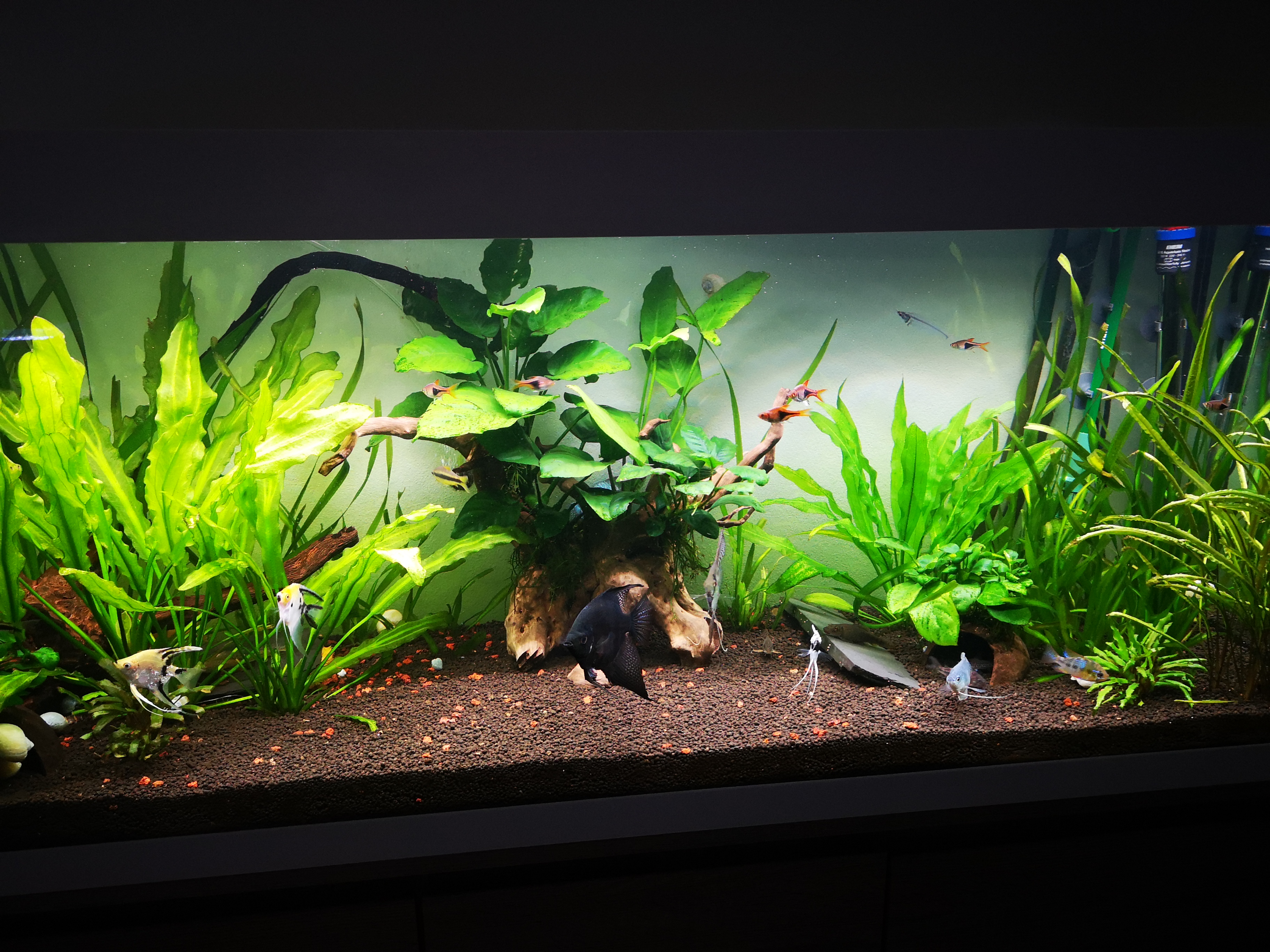 Mi acuario de 240 l