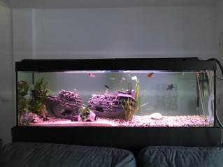 mi acuario de 300L