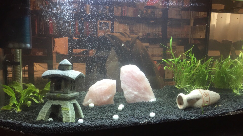 Mi acuario de 60 litros