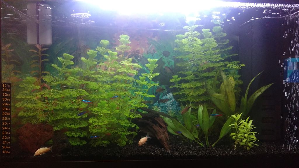 Mi acuario de 60L