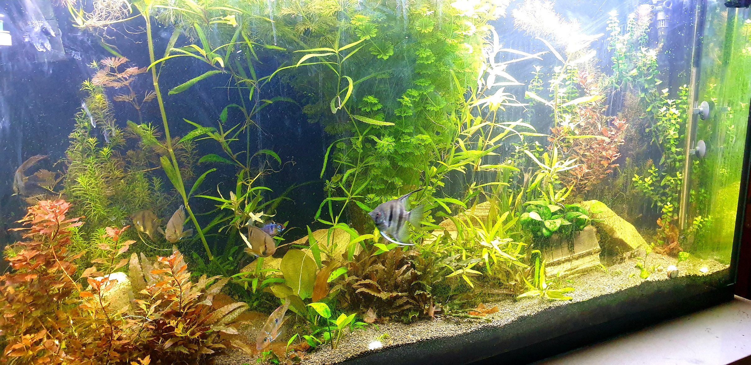 Mi Acuario