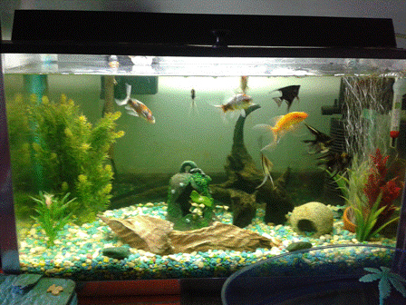 Mi acuario