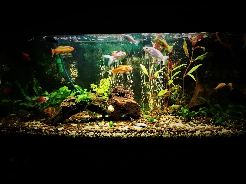 Mi Acuario