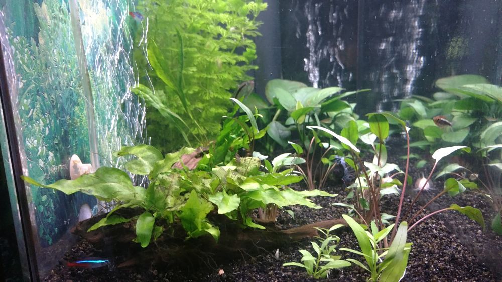 Mi Acuario