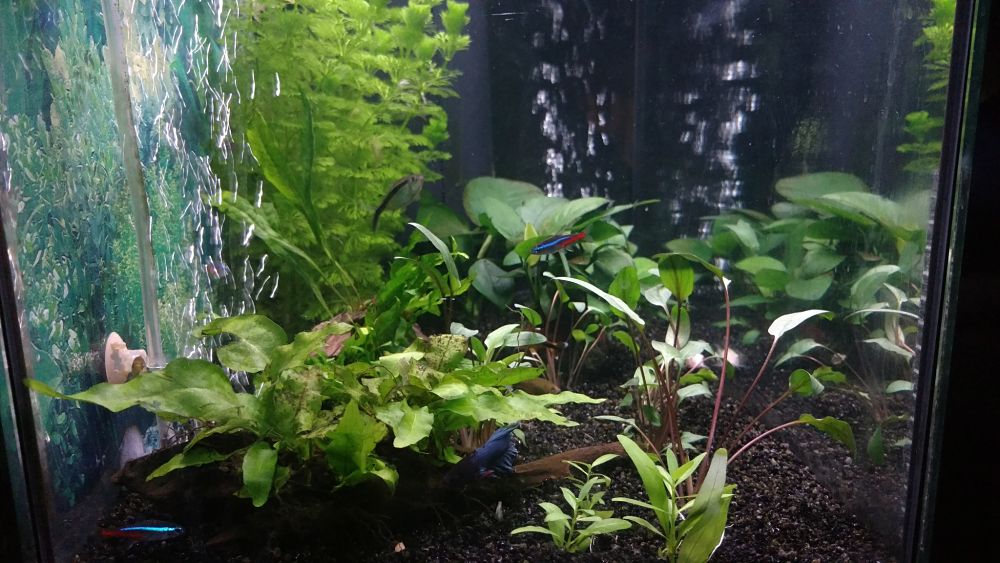 Mi Acuario