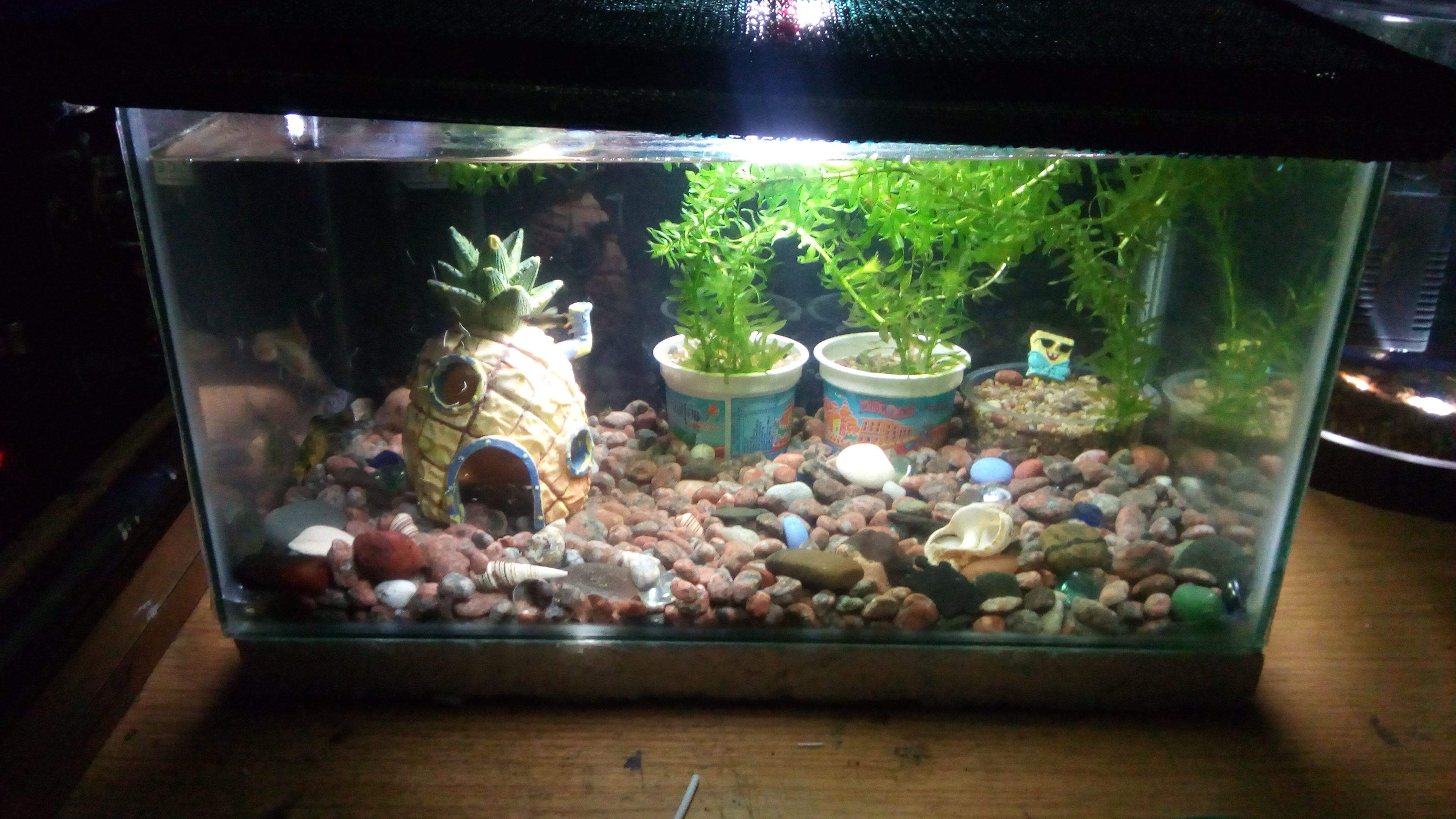 Mi Acuario