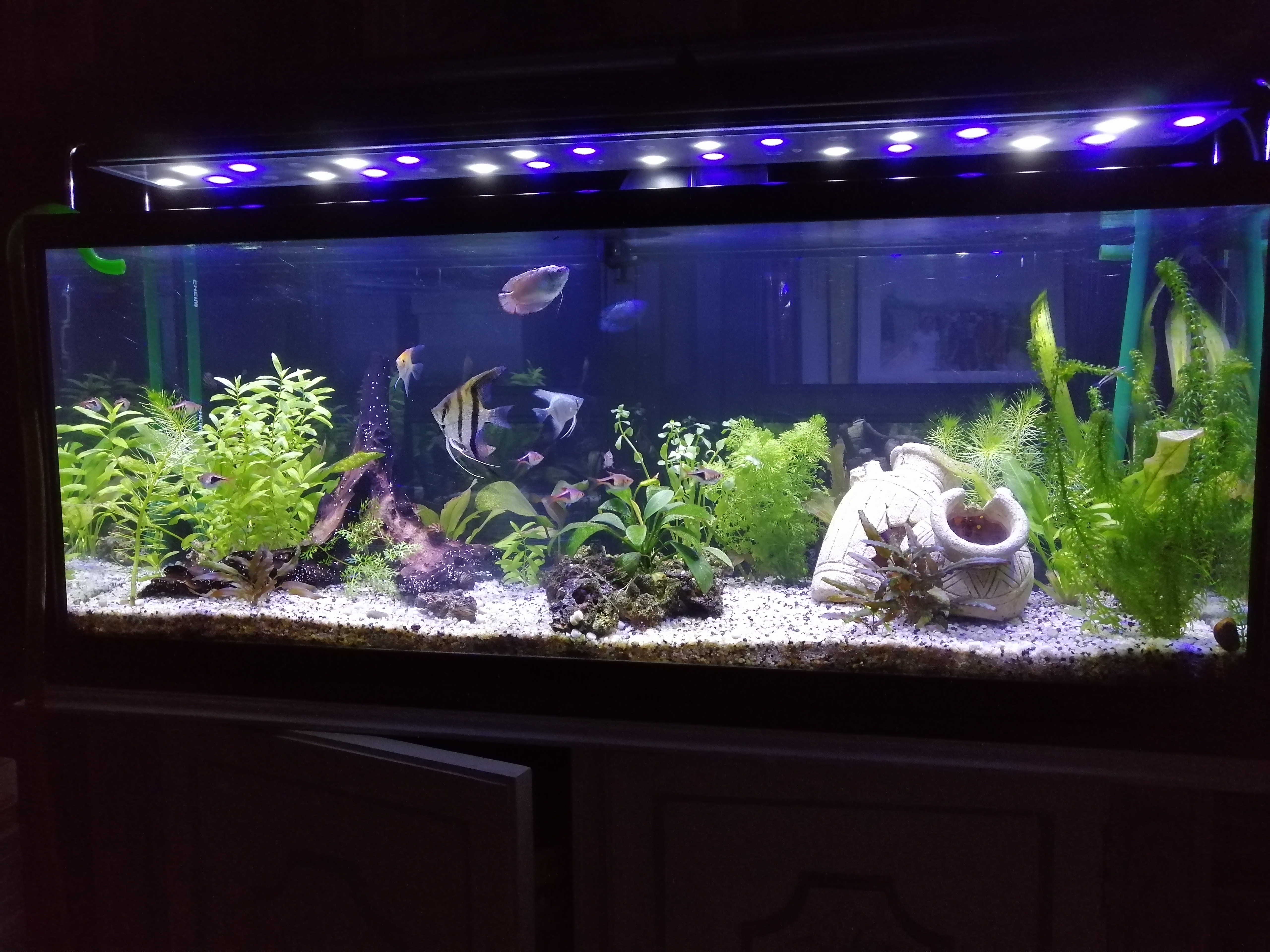 Mi Acuario