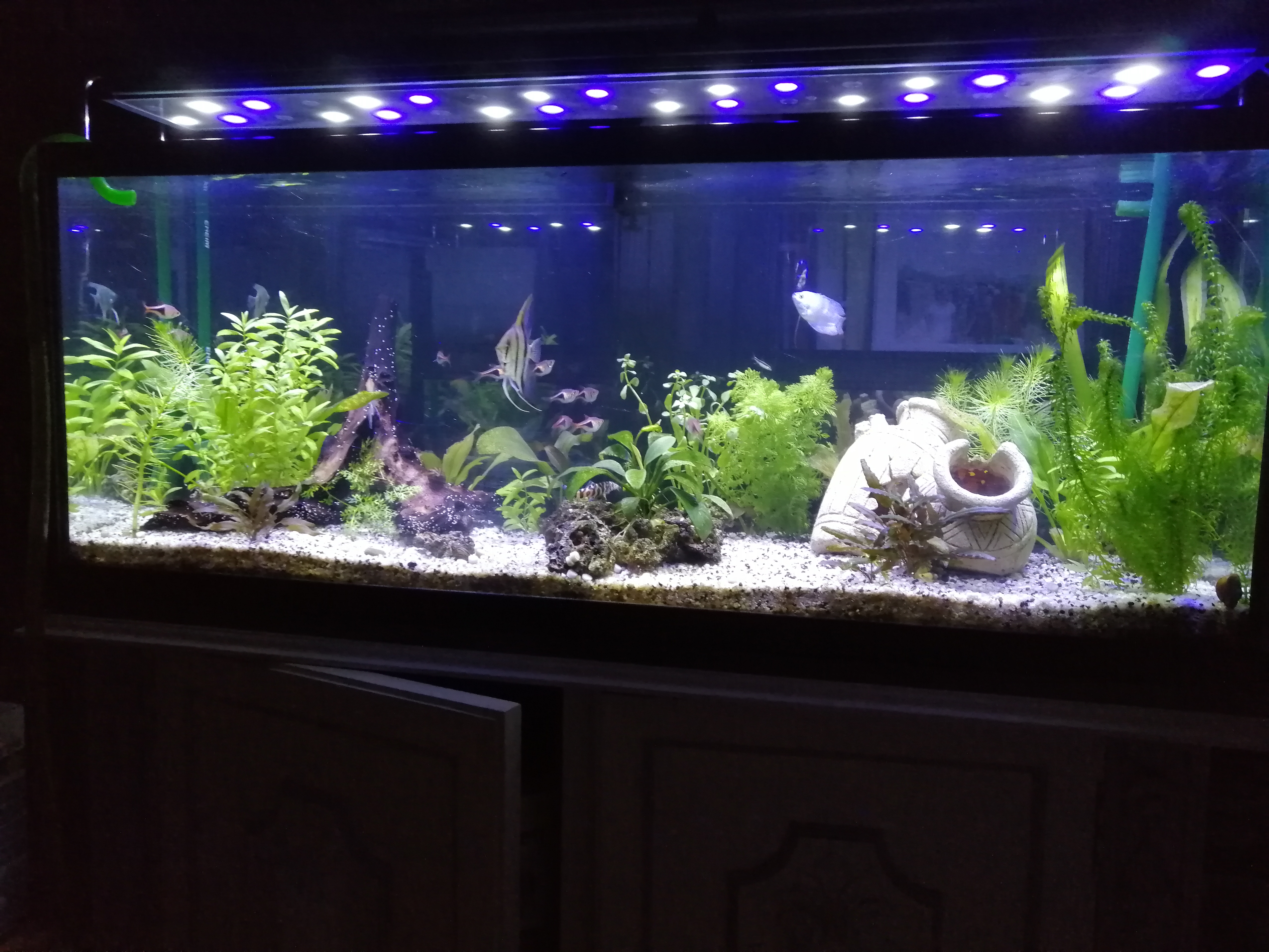 Mi Acuario