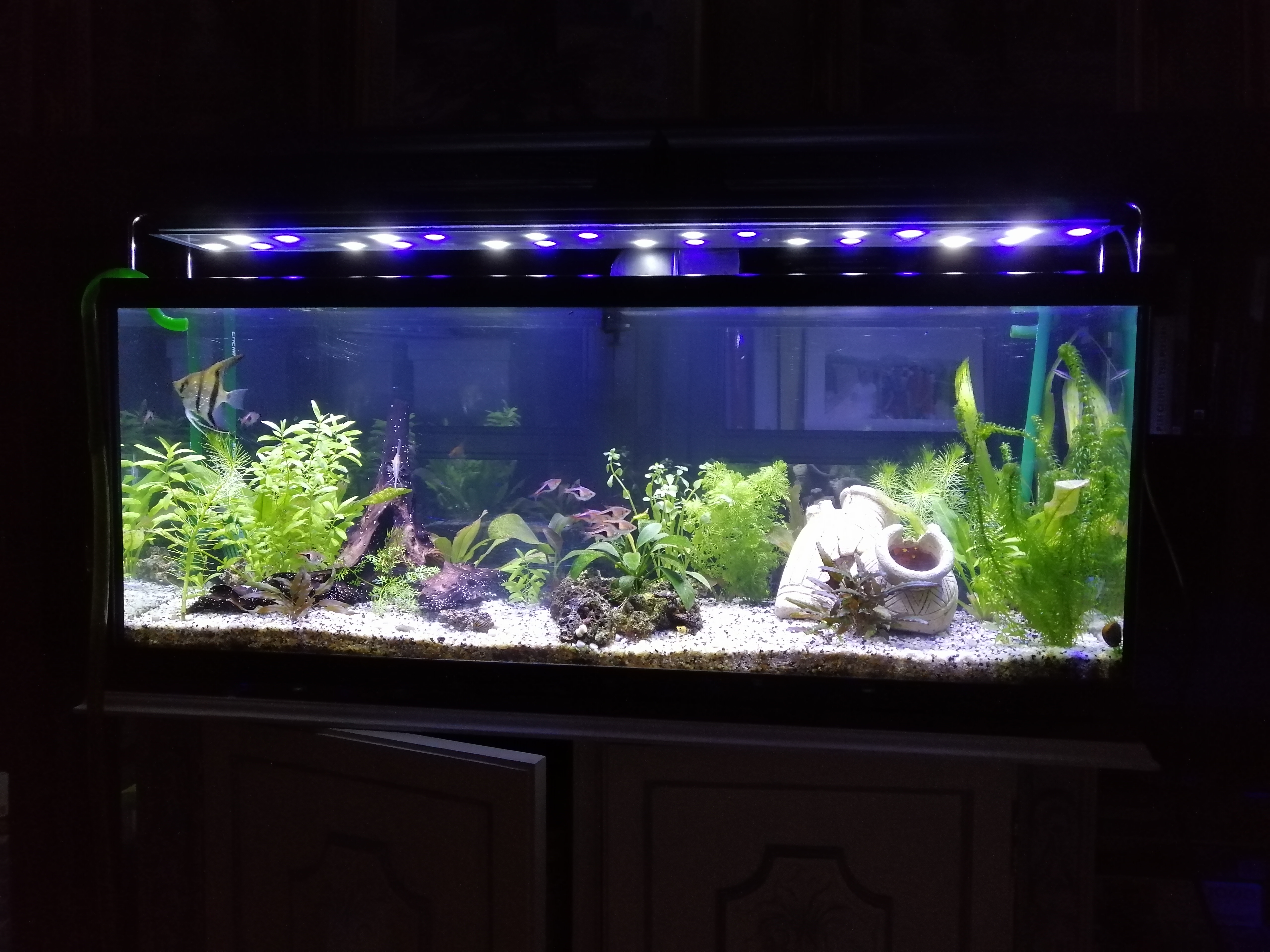 Mi Acuario