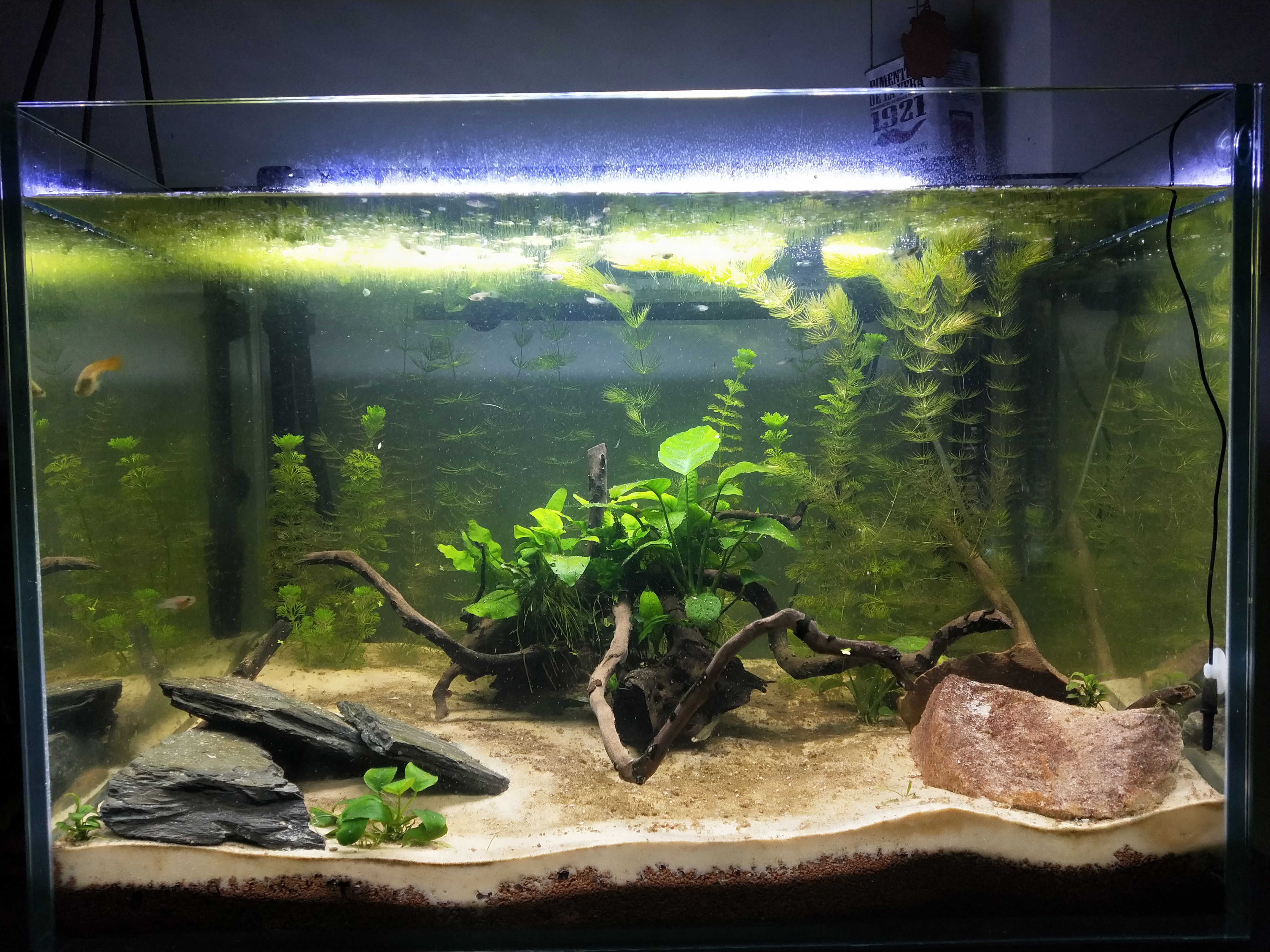 Mi acuario