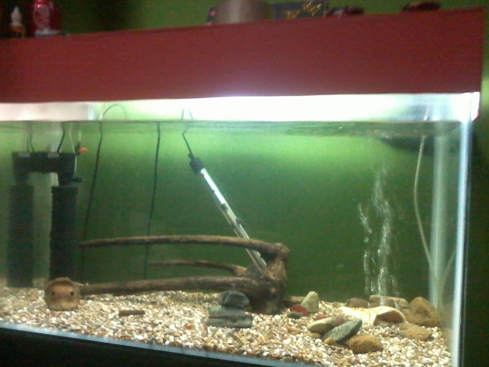 mi bello acuario