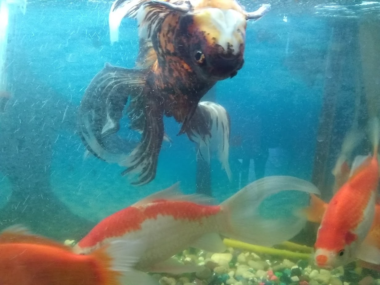 mi goldfish