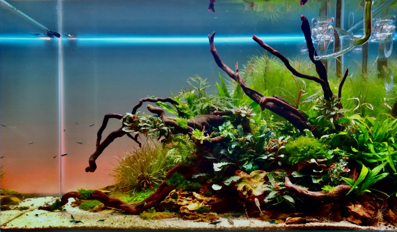 Mi nuevo acuario de 60cm retocado.