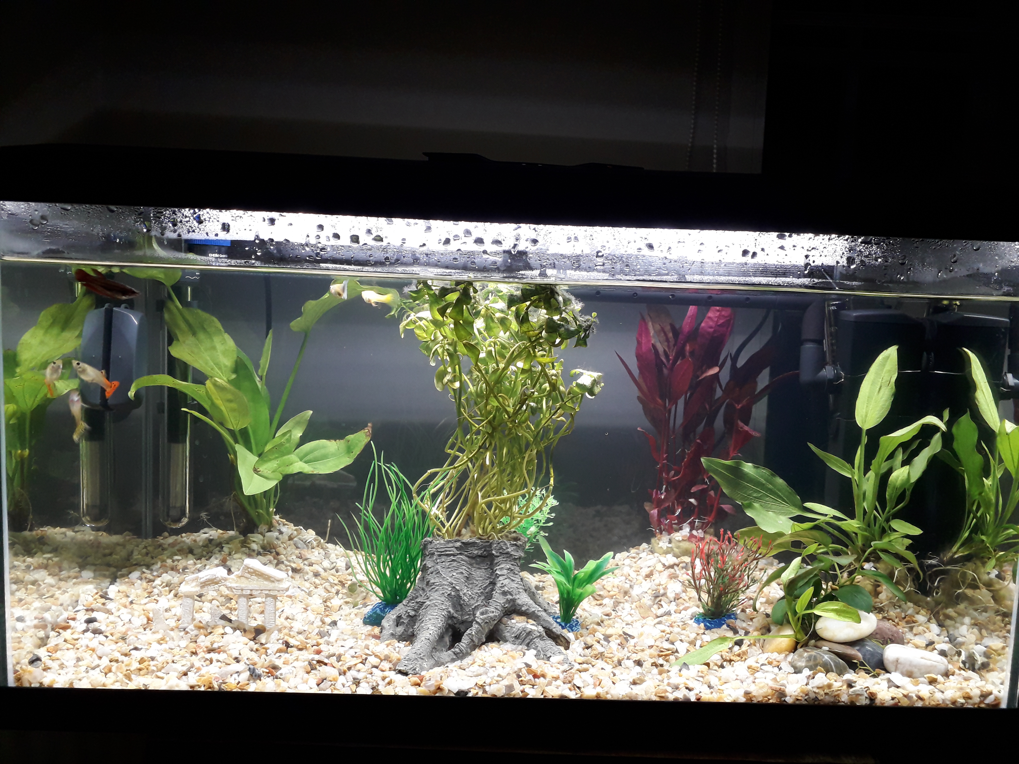 Mi nuevo acuario