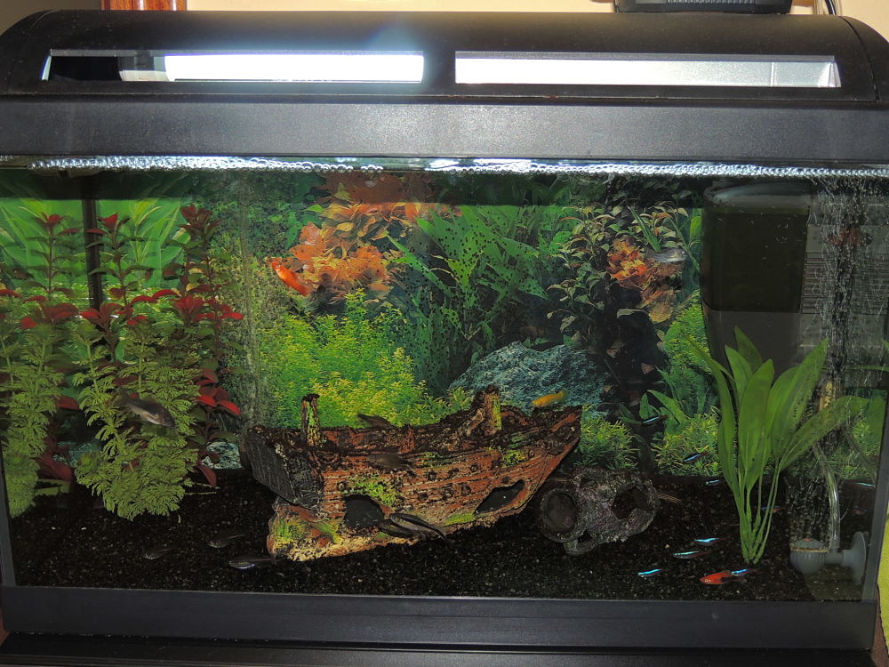 Mi  pecera 60L