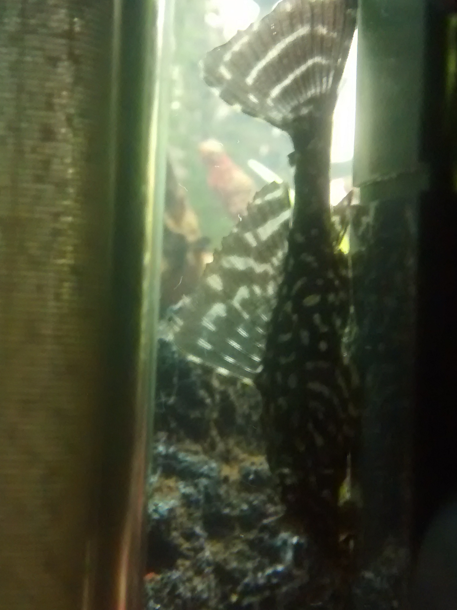 Mi pleco.