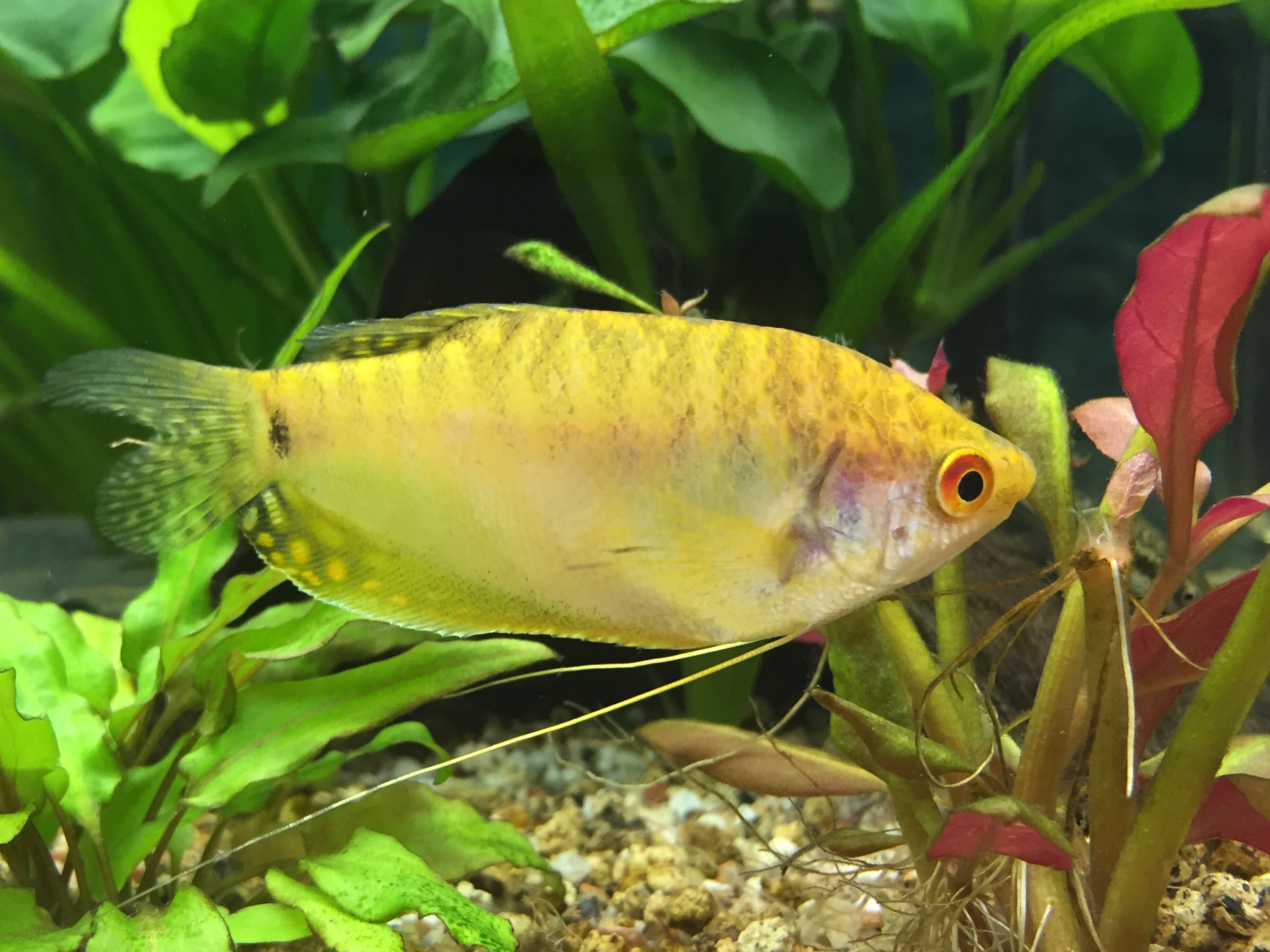 Mi precioso Gourami dorado!