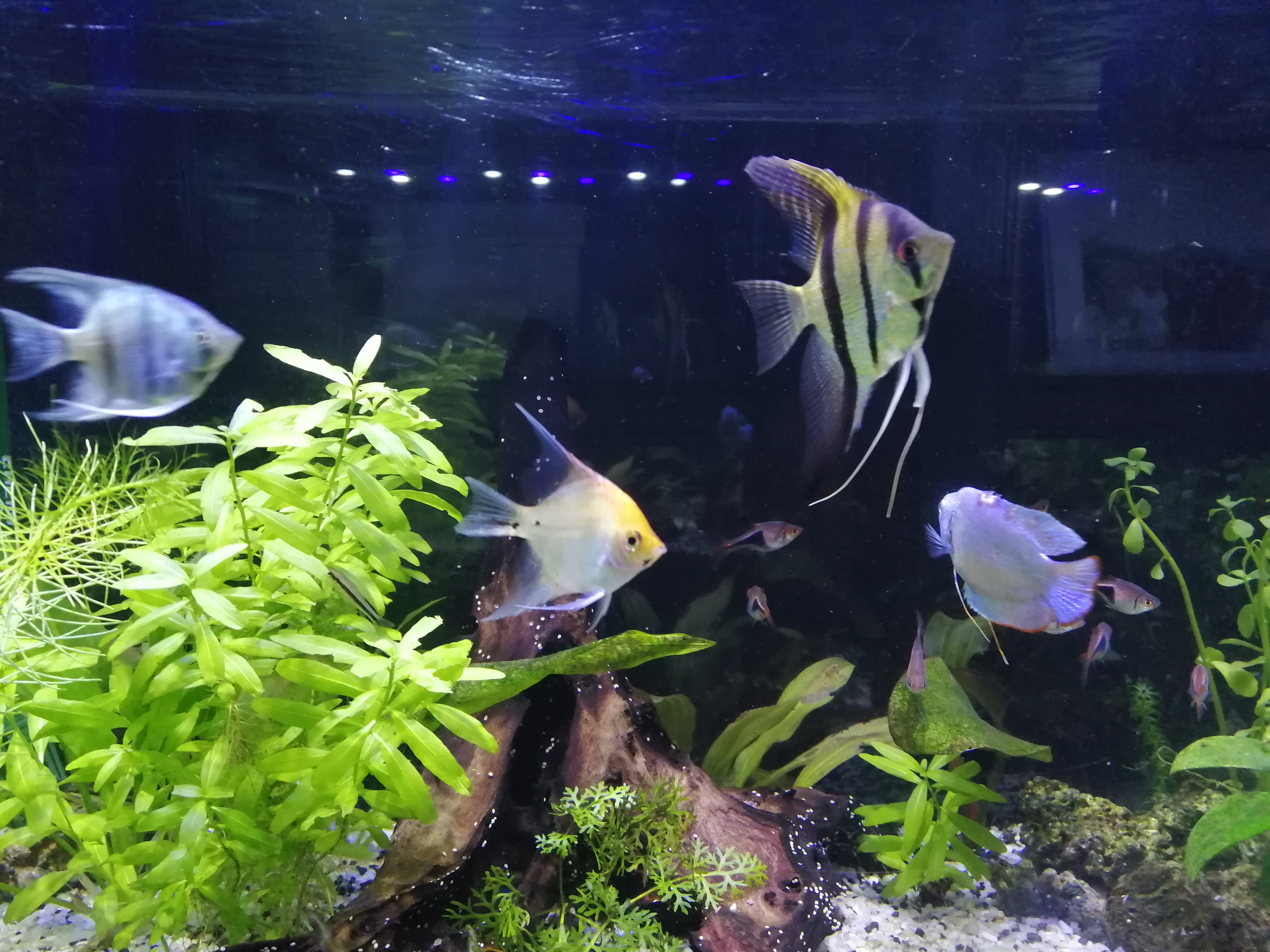 Mis Peces de Acuario