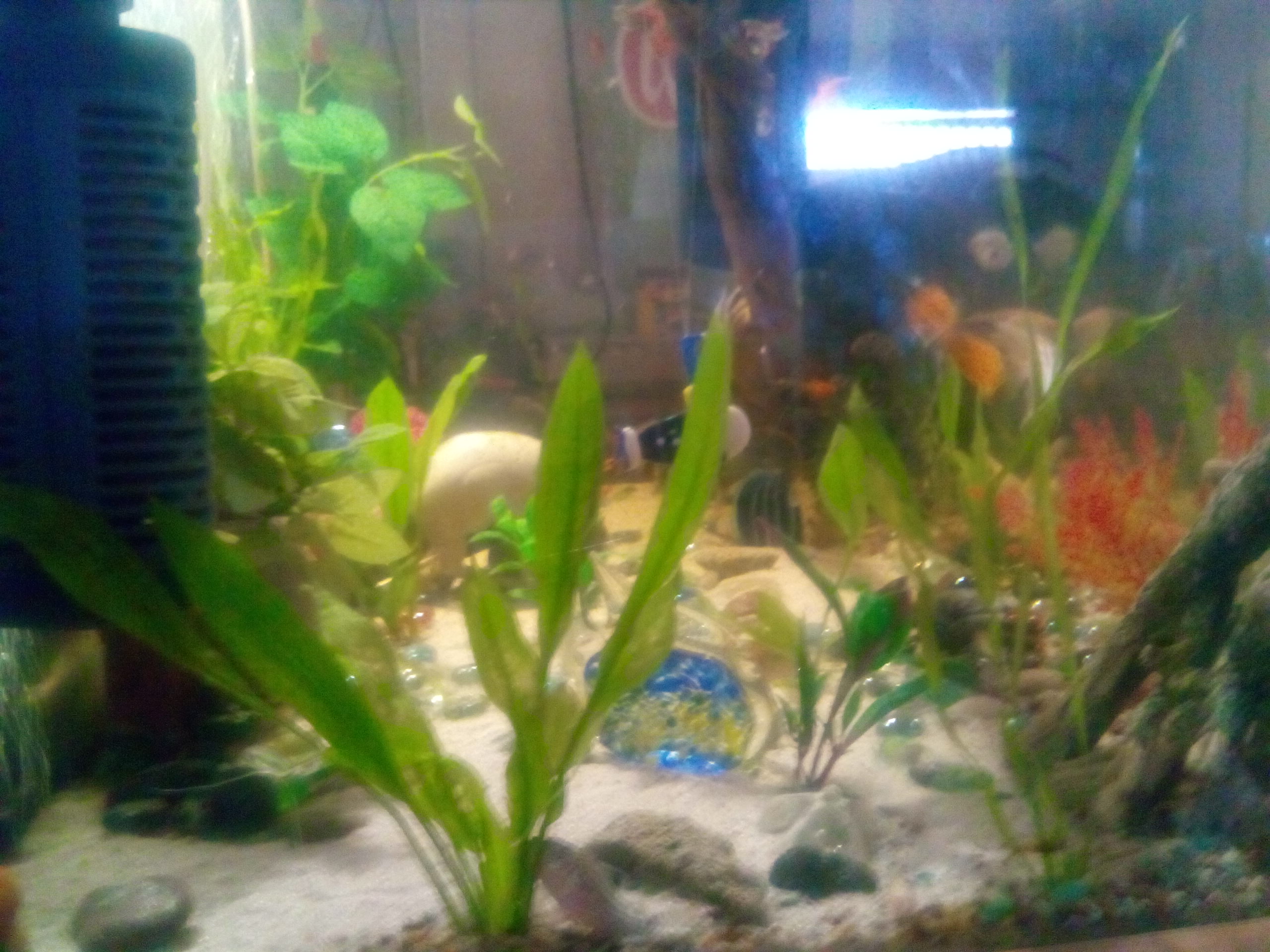 Mis peces...