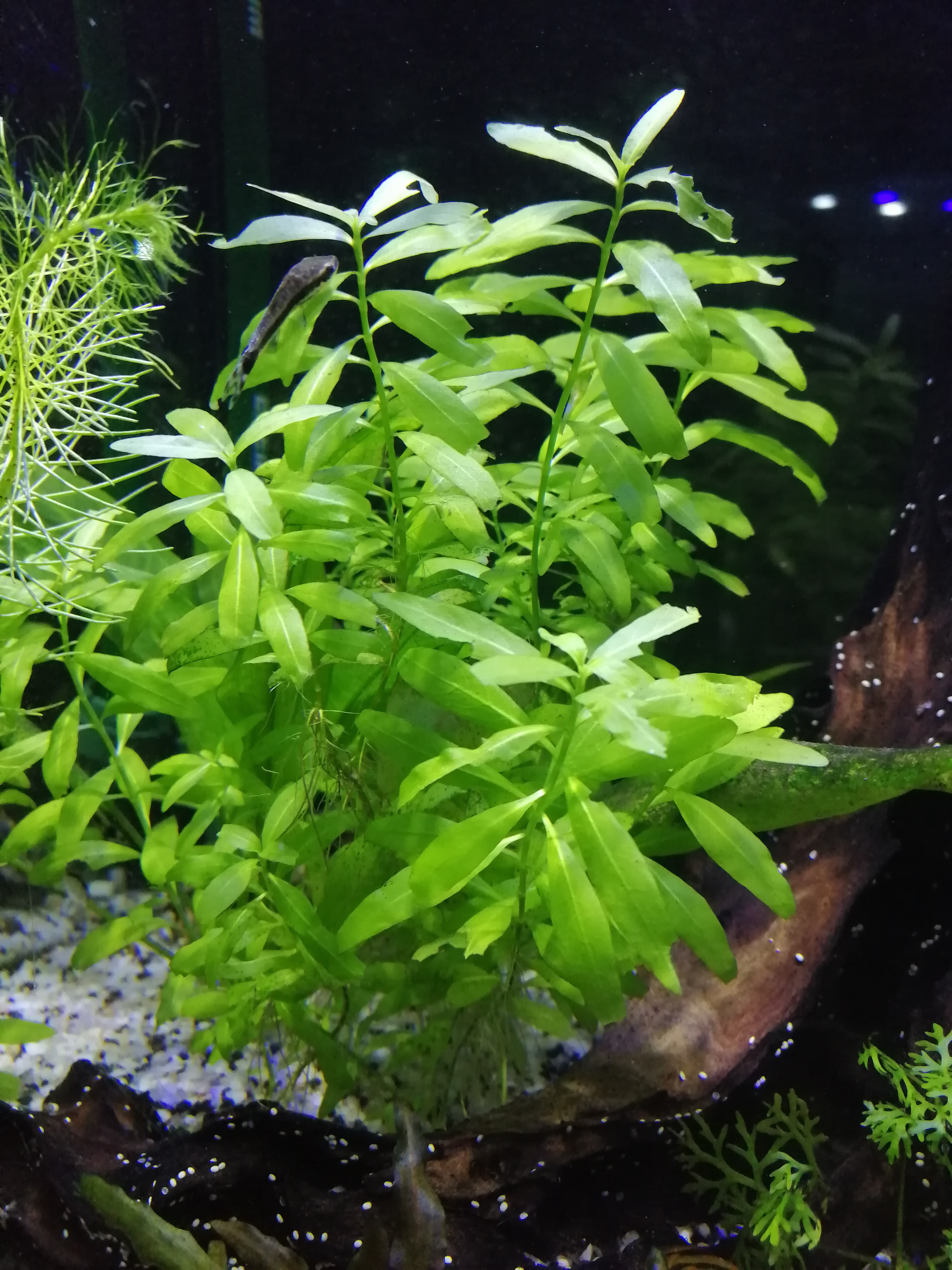 Mis Plantas de Acuario