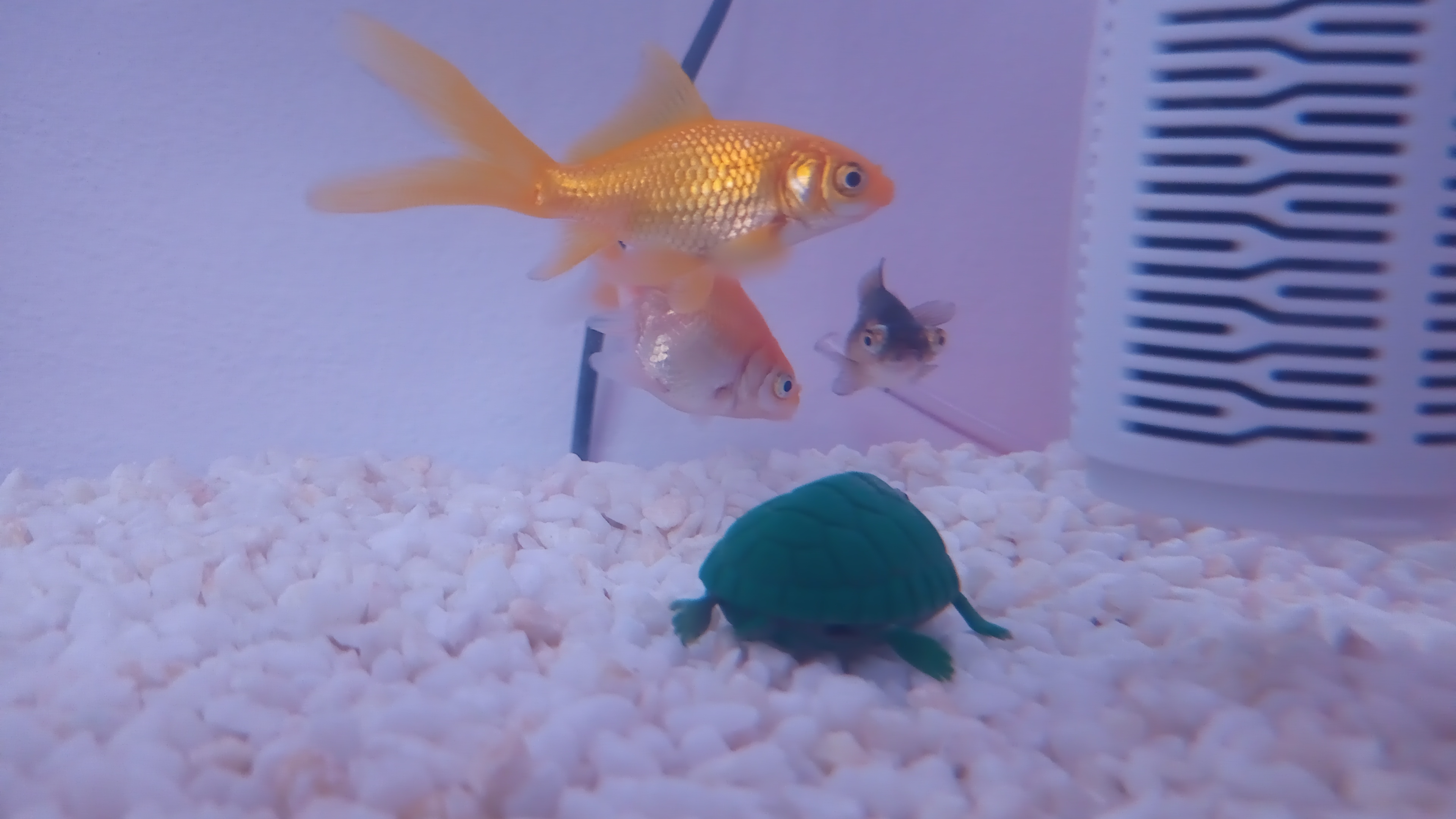 Mis tres peces hijos