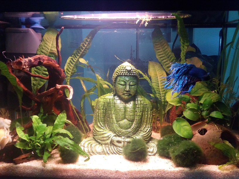 Modificando el acuario de mi betta