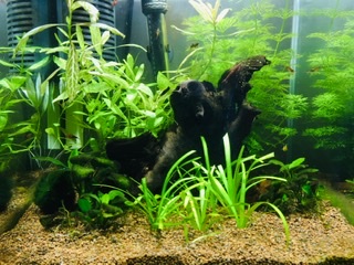 Nano acuario 35L