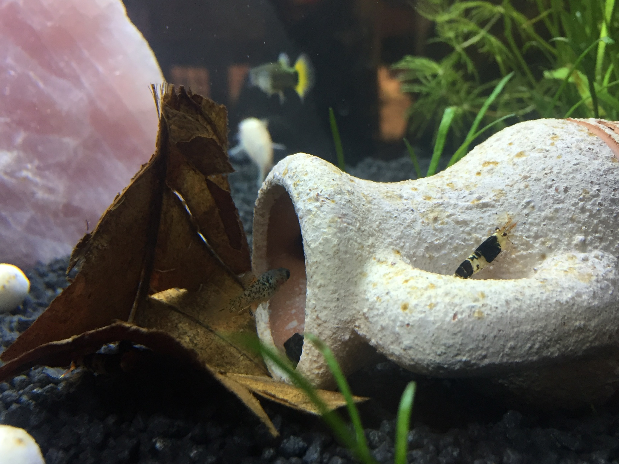 Neocaridina y platy