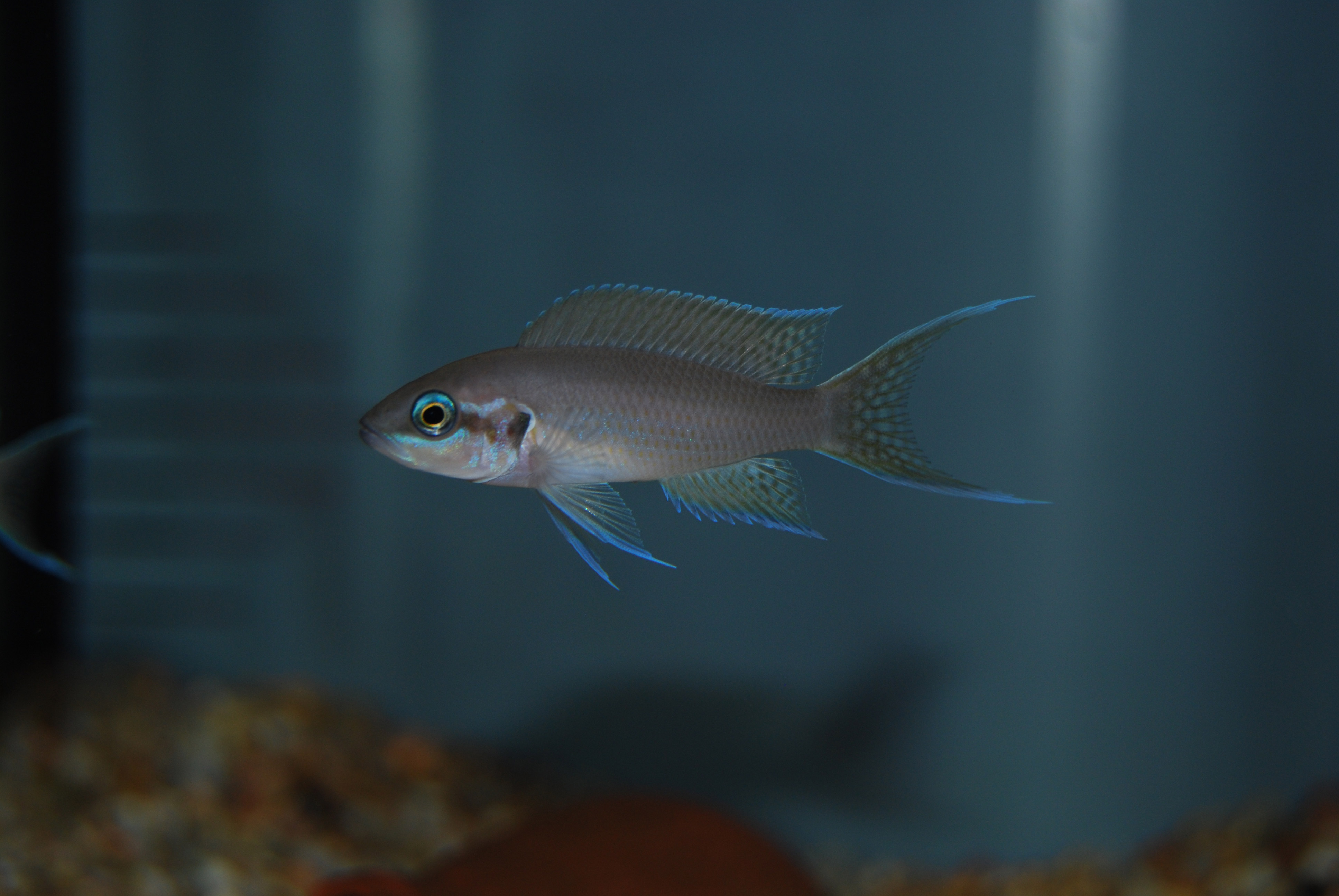 Neolamprologus Brichardi