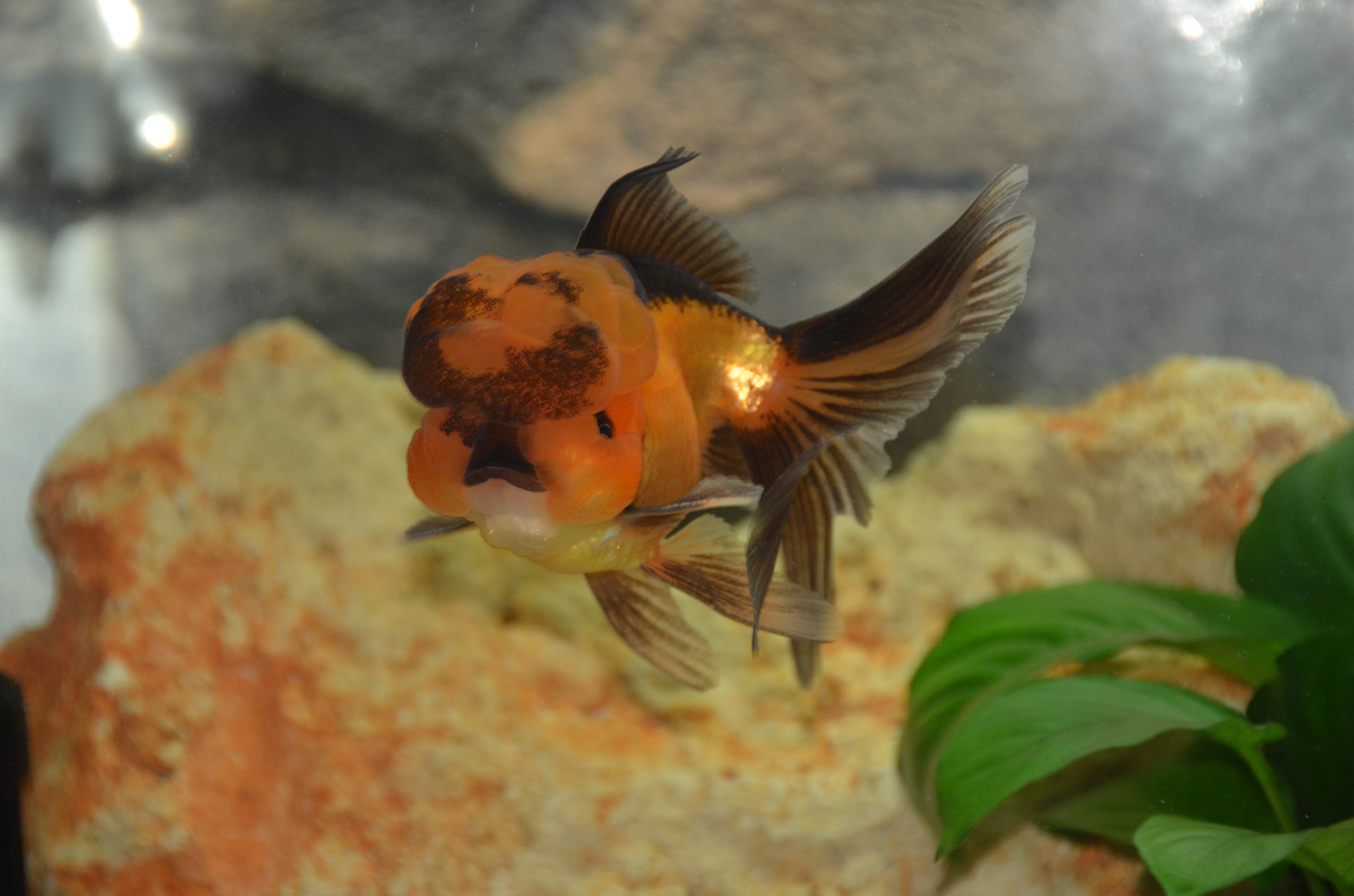 Oranda Cabeza de León